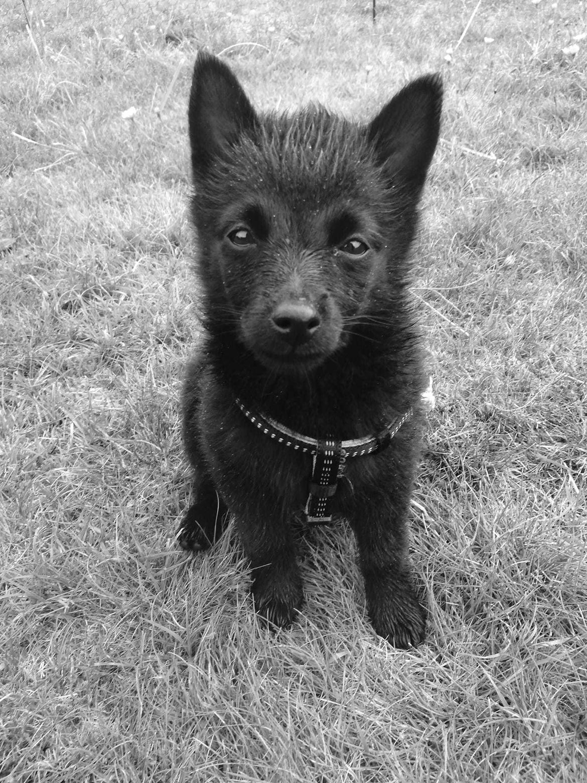 Schipperke Umi (Iumi Taien) billede 14