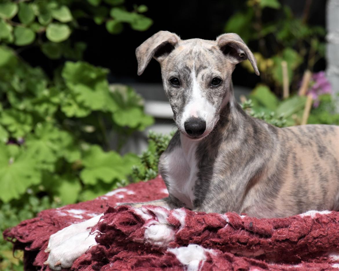 Whippet Daisy - 15/7-2020, 3 måneder gammel billede 5