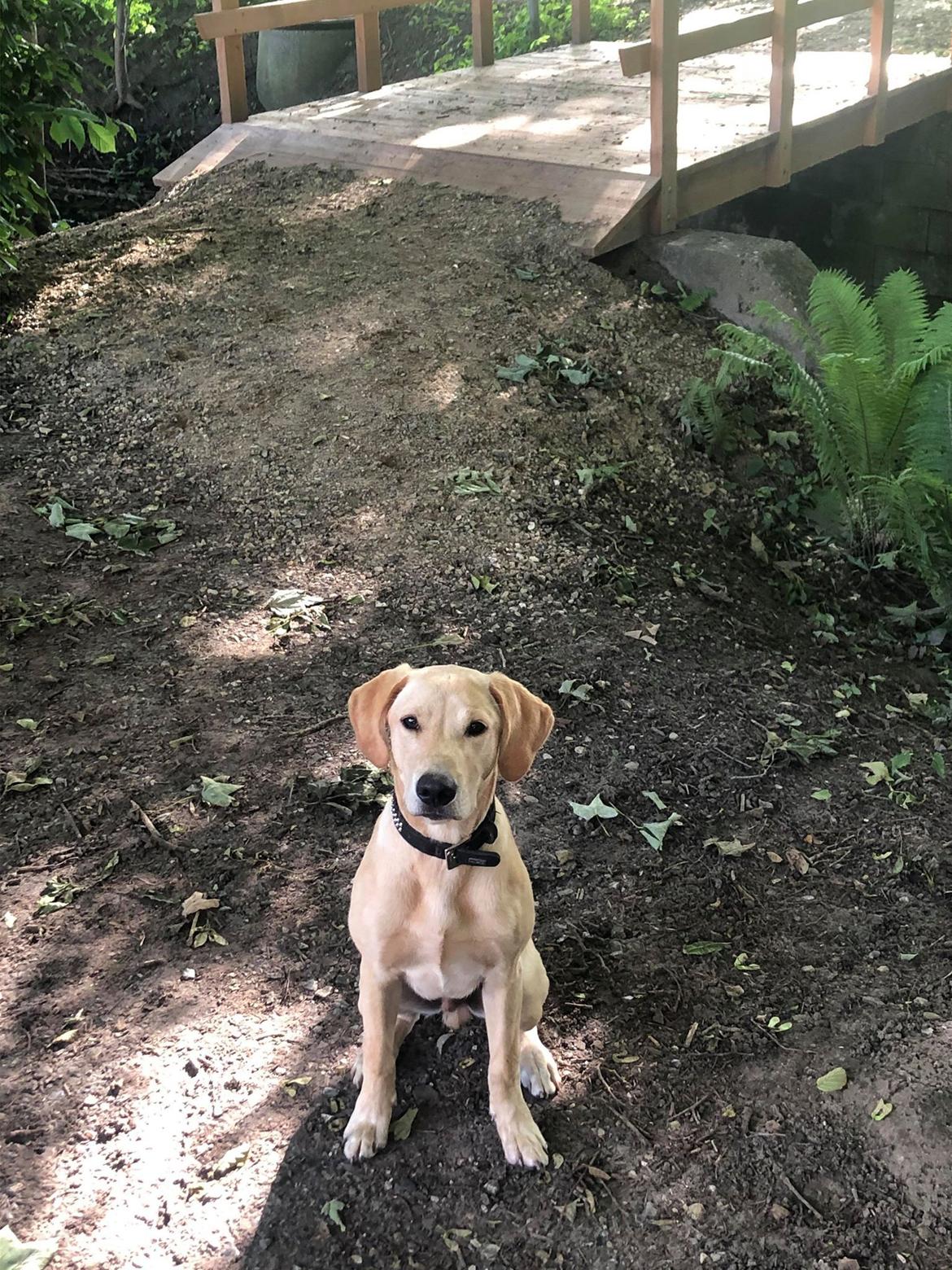 Labrador retriever Neatmoor Port Neill "Pede" billede 1