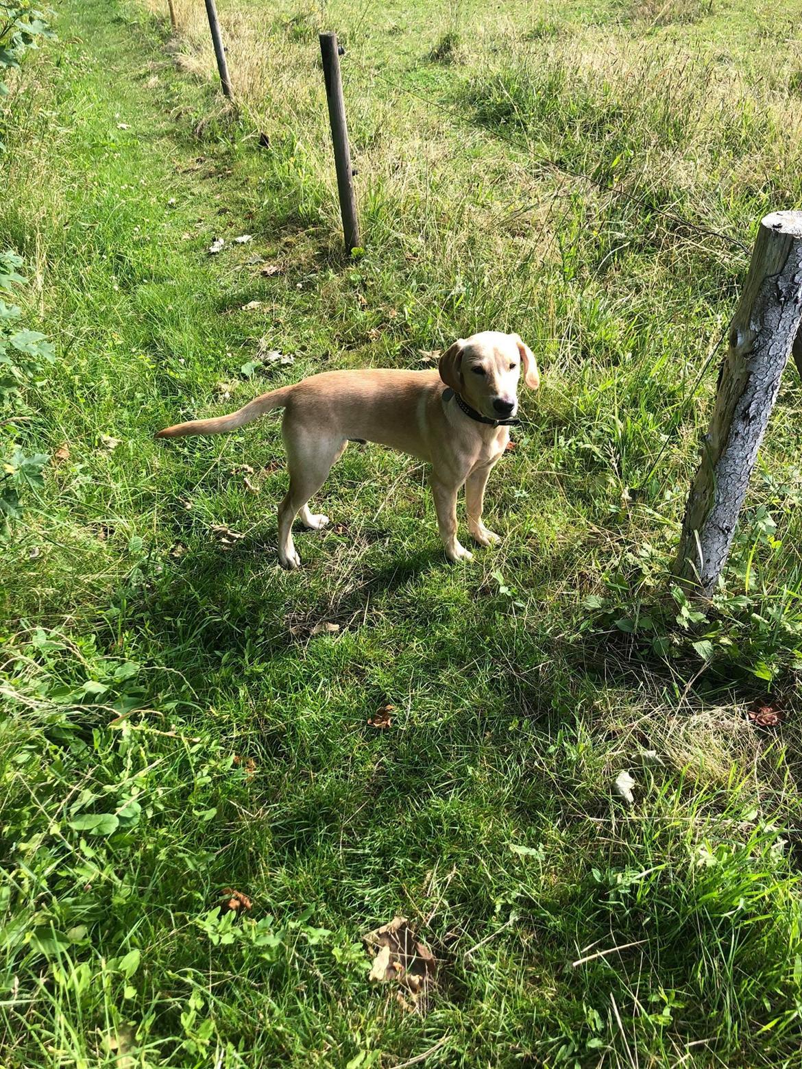 Labrador retriever Neatmoor Port Neill "Pede" billede 2