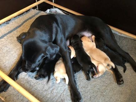 Labrador retriever Neatmoor Port Neill "Pede" billede 10