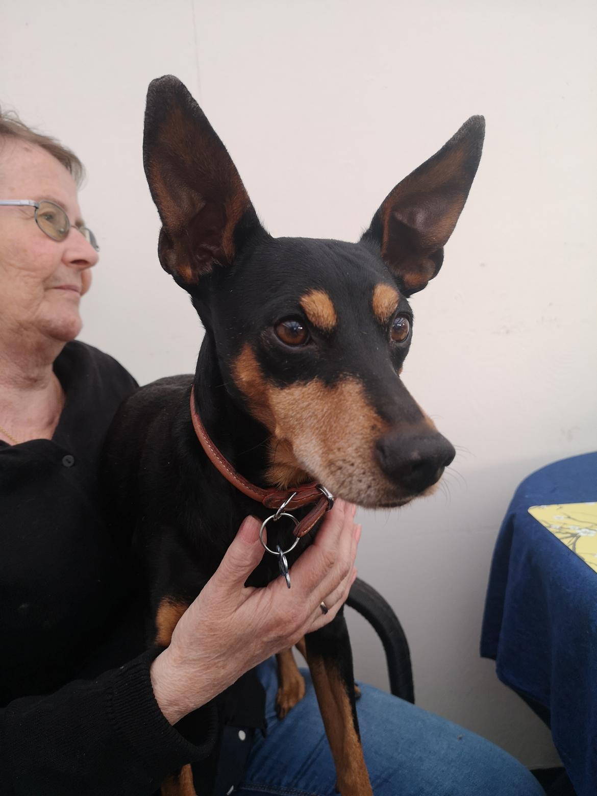 Dvaergpinscher Futte billede 21