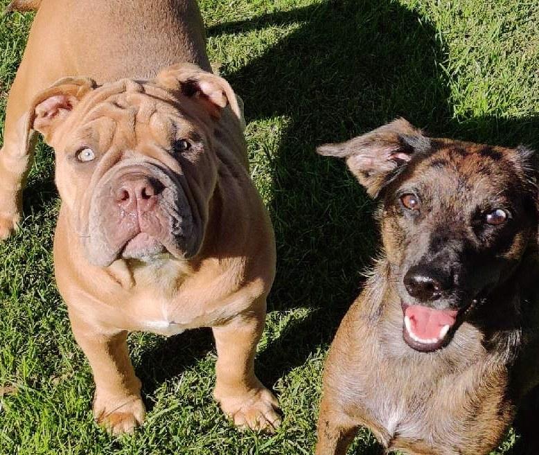 Olde english bulldogge Lady billede 15