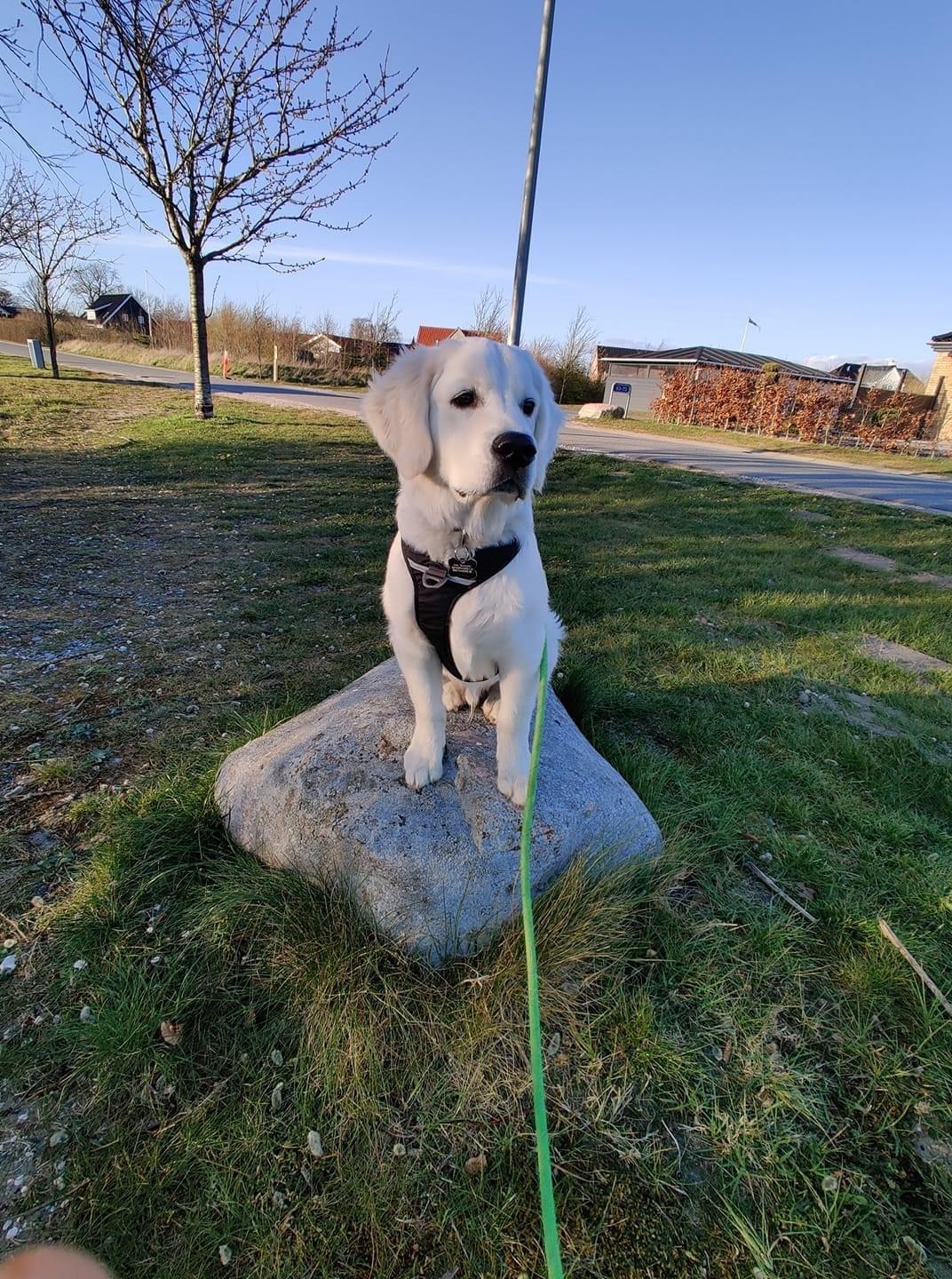 Golden retriever Eddie  billede 17