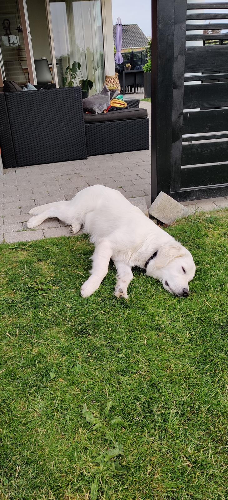 Golden retriever Eddie  billede 27