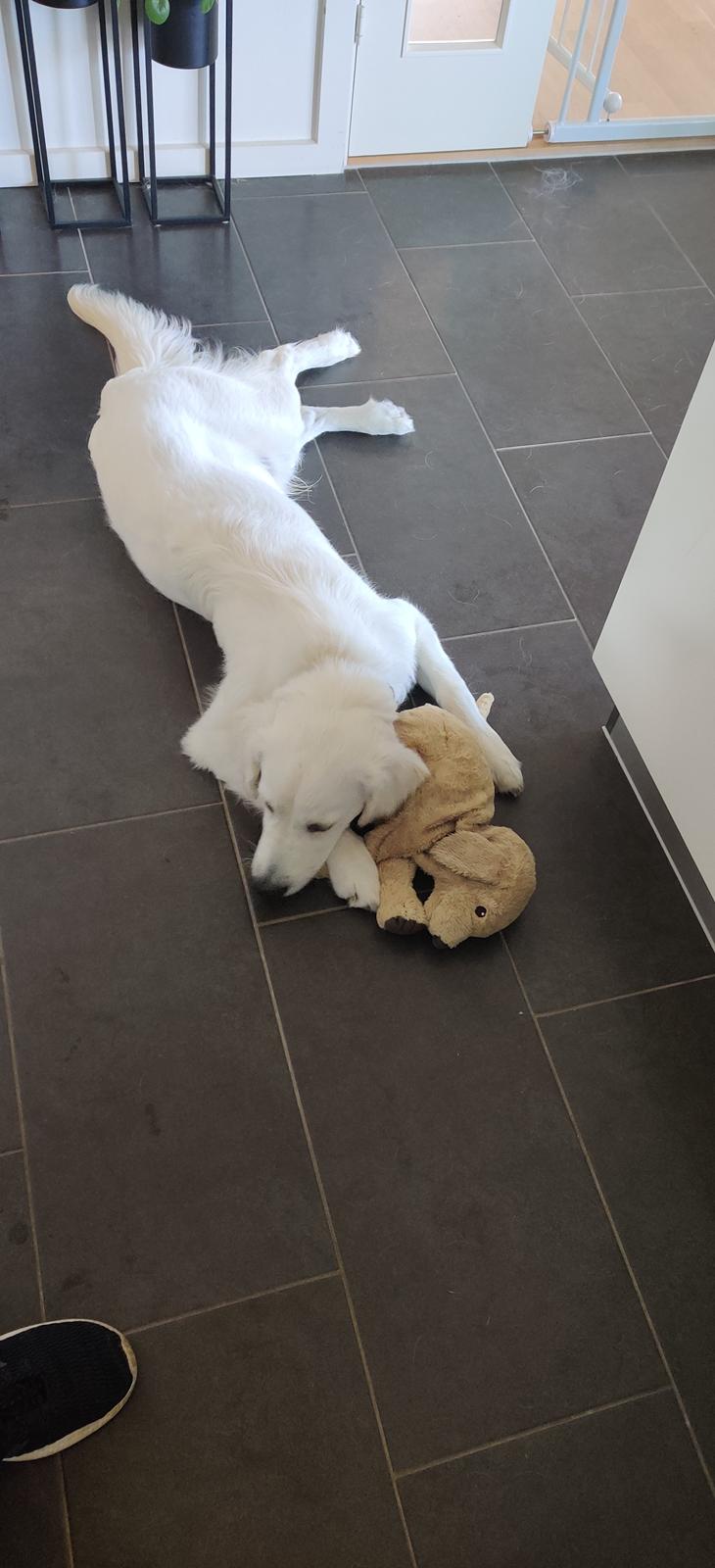 Golden retriever Eddie  billede 28