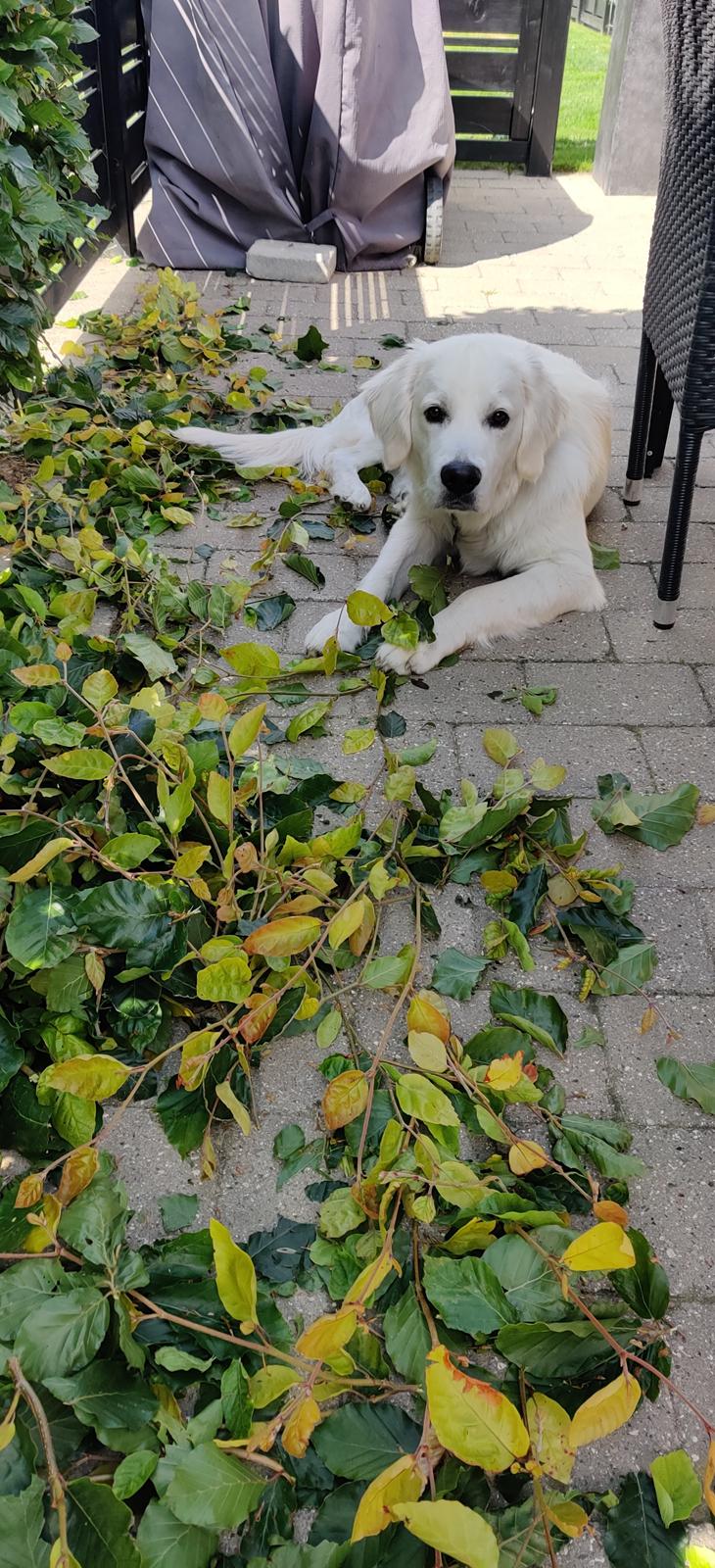 Golden retriever Eddie  billede 30