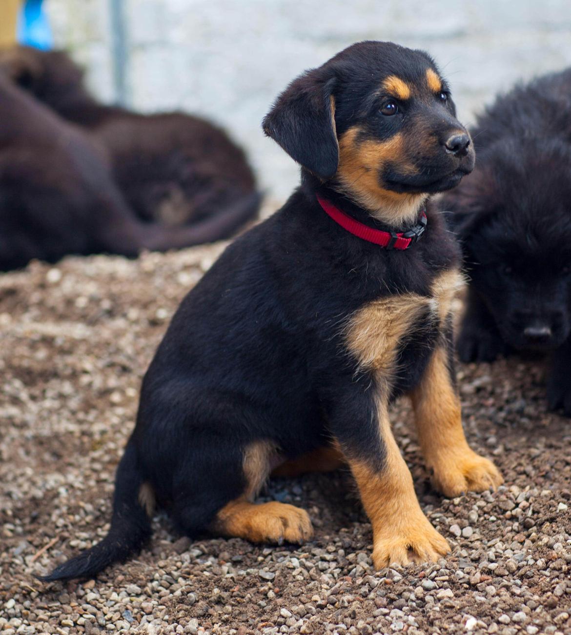 Blanding af racer Kailey billede 11