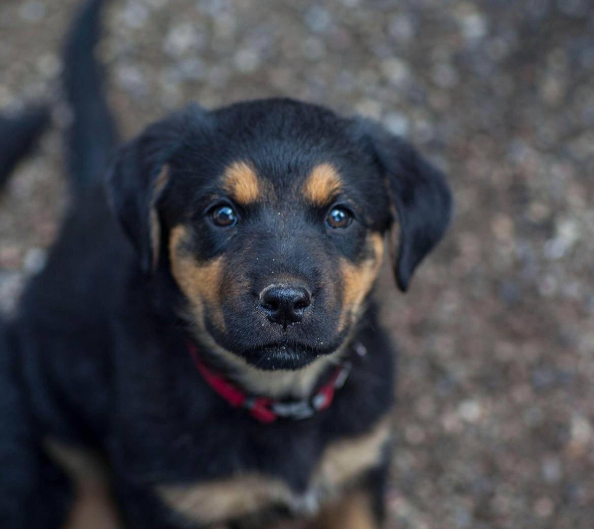 Blanding af racer Kailey billede 12