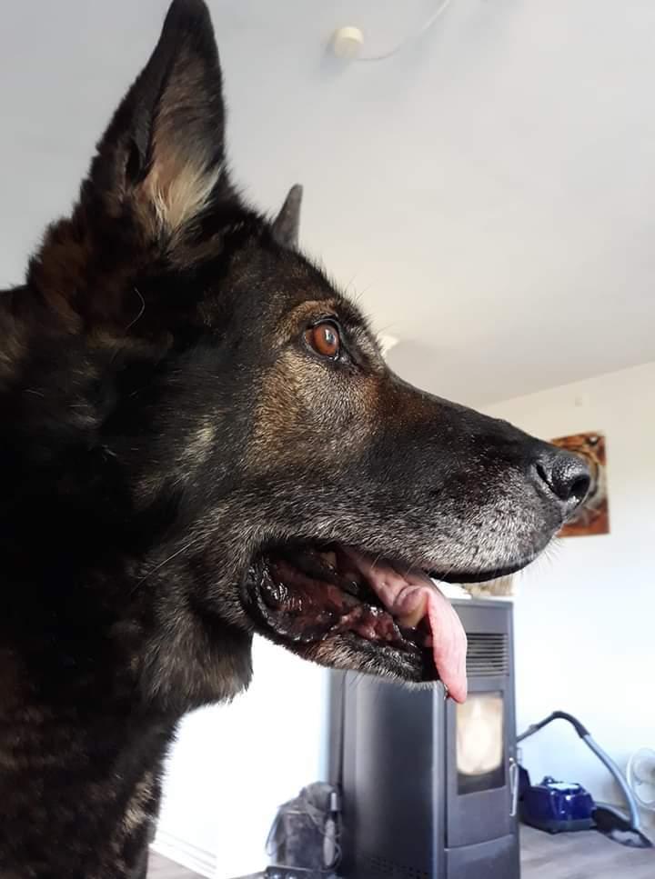 Schæferhund Sportshund Gipsi. (Gipsi). billede 7