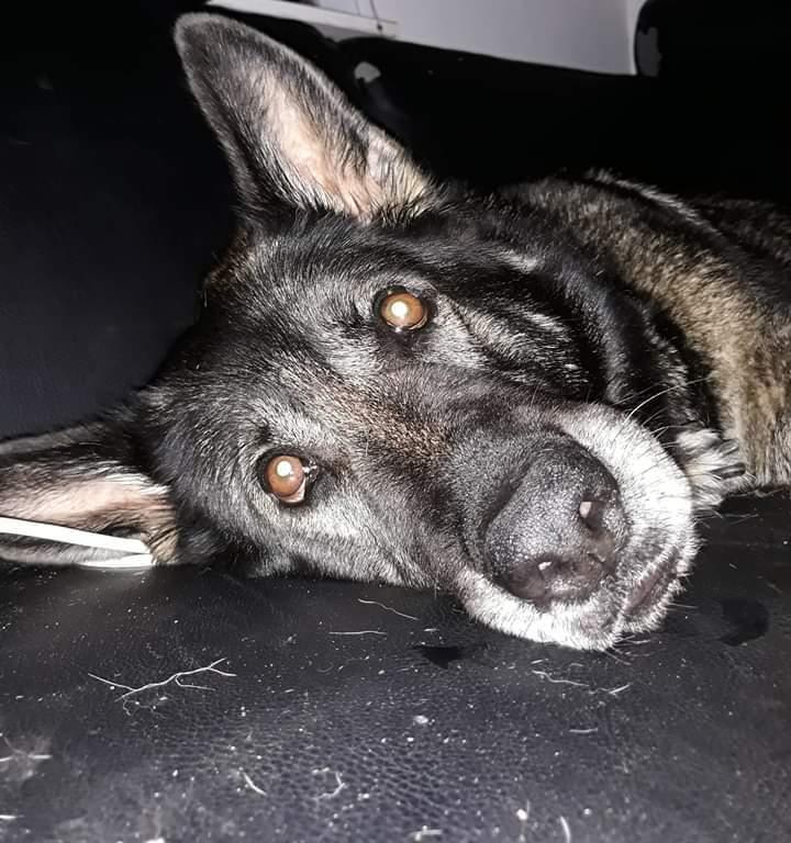 Schæferhund Sportshund Gipsi. (Gipsi). billede 29