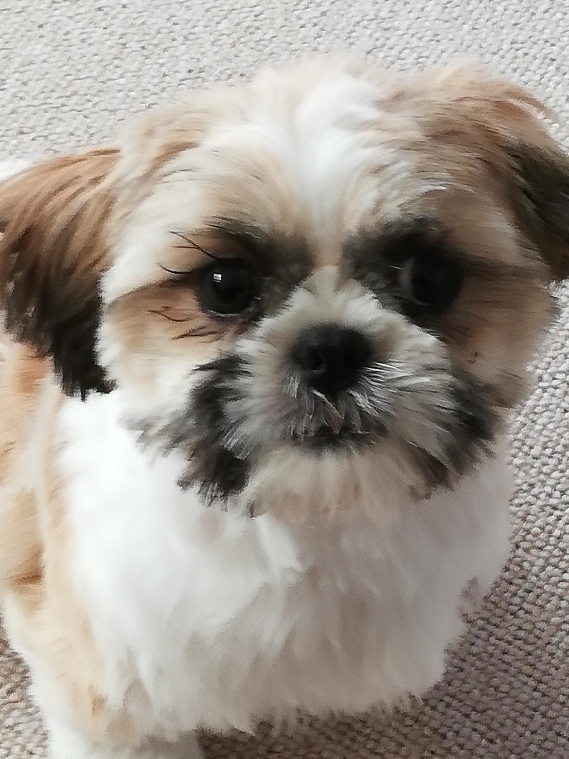 Shih tzu Pepsi  billede 1