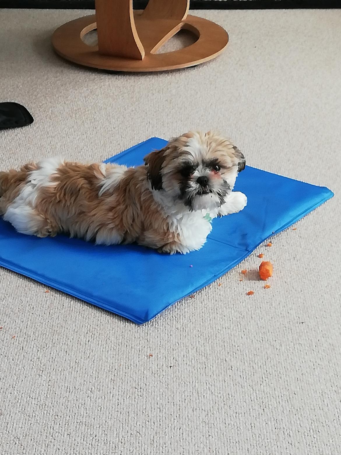 Shih tzu Pepsi  billede 2