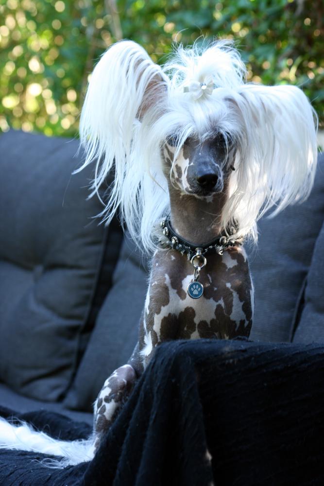 Chinese crested hårløs Malthe billede 10