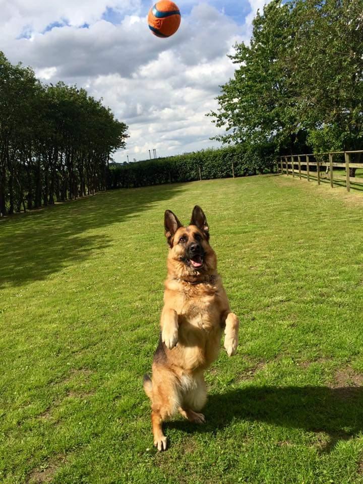 Schæferhund Hekami Tøsen. (Tøsen). (Mine forældres). billede 9