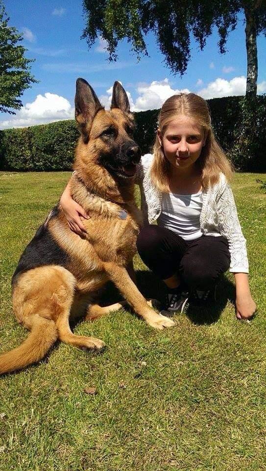 Schæferhund Hekami Tøsen. (Tøsen). (Mine forældres). billede 6