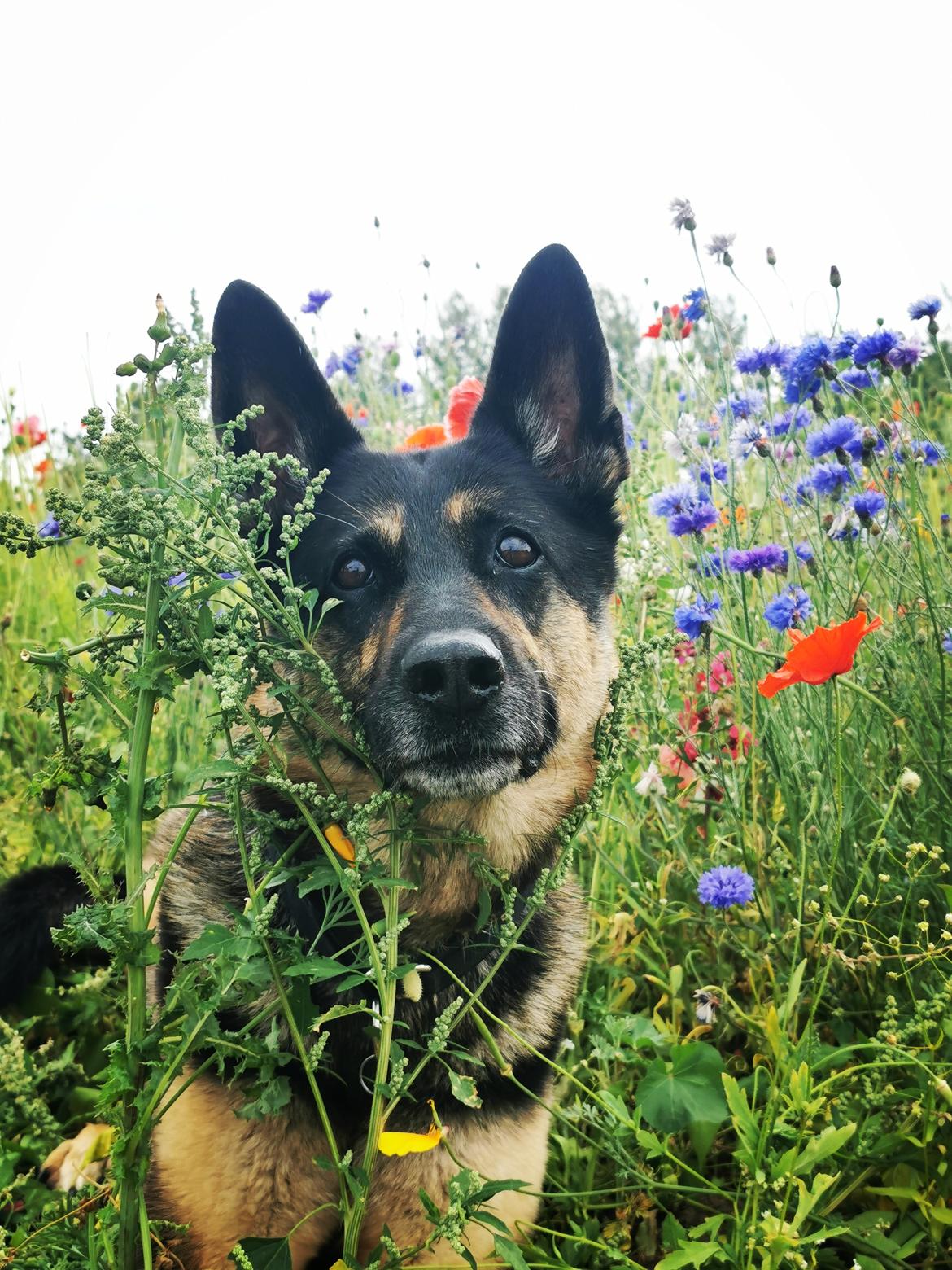 Schæferhund Juice 17/2-2011 - 7/9-2021 - 2 august 2020 billede 43