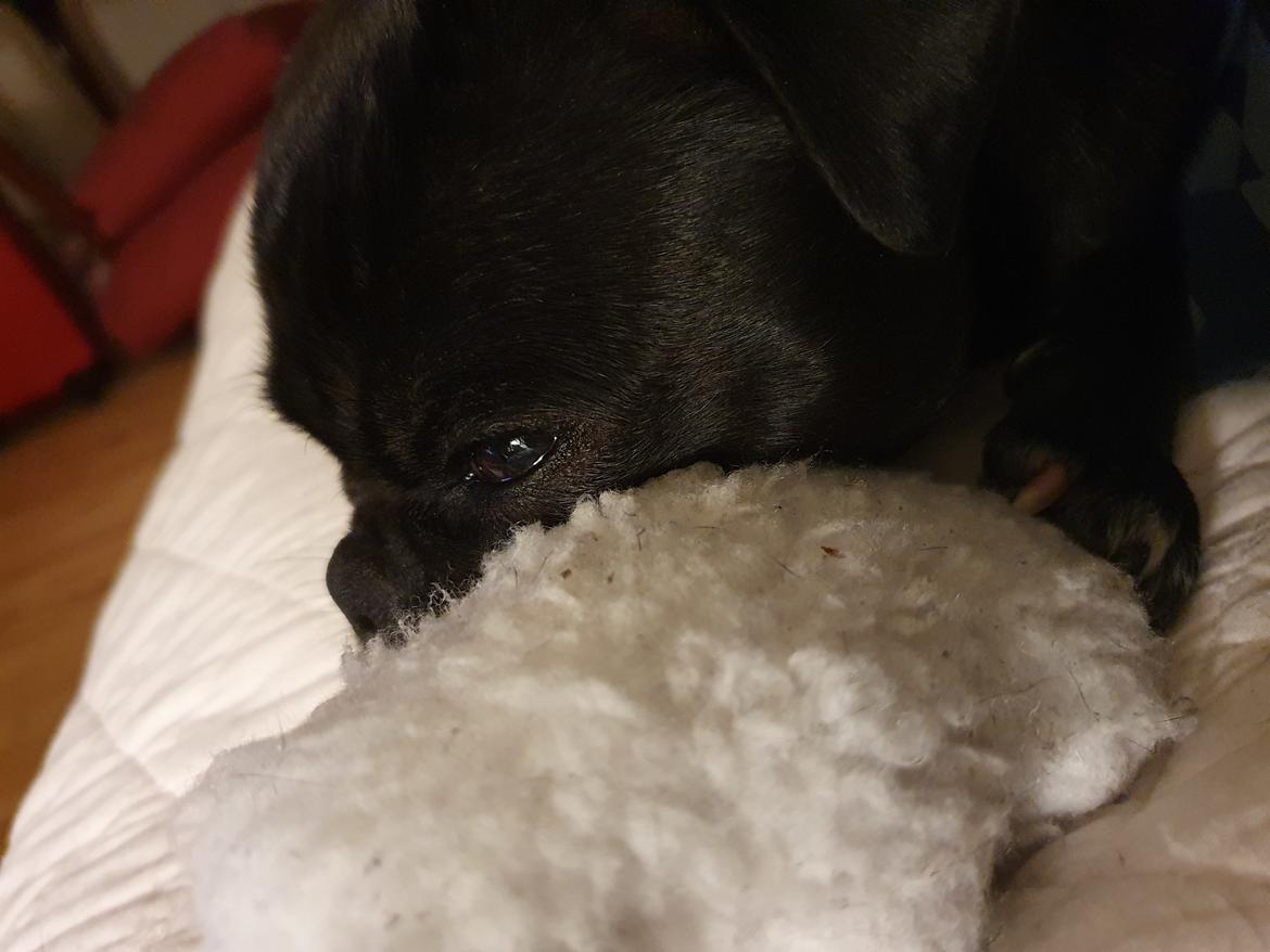 Mops Nova  billede 7