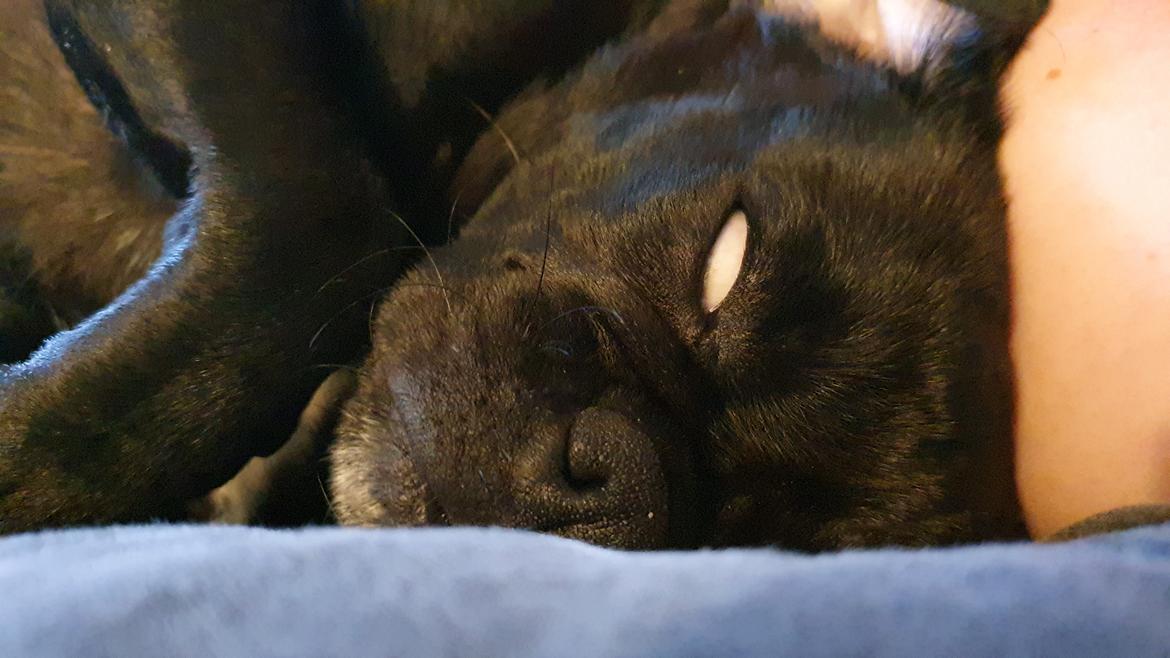 Mops Nova  billede 8