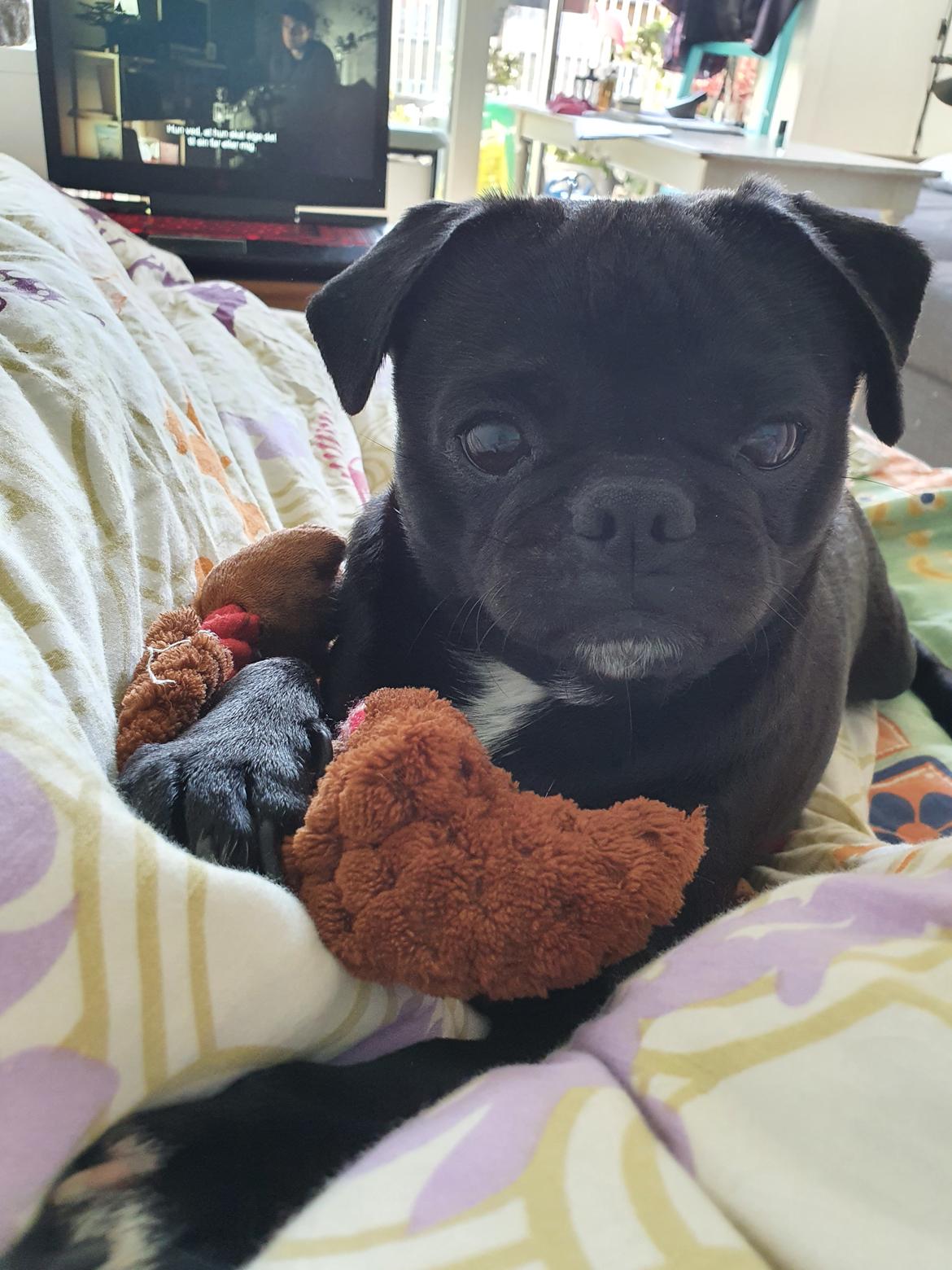 Mops Nova  billede 9