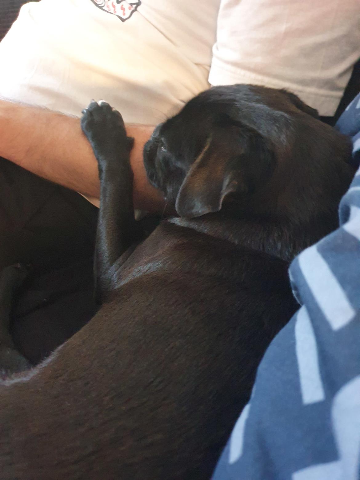 Mops Nova  billede 6