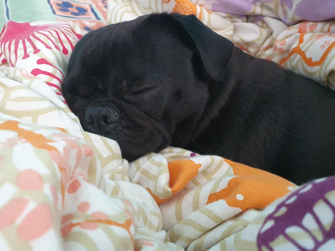 Mops Nova  billede 10