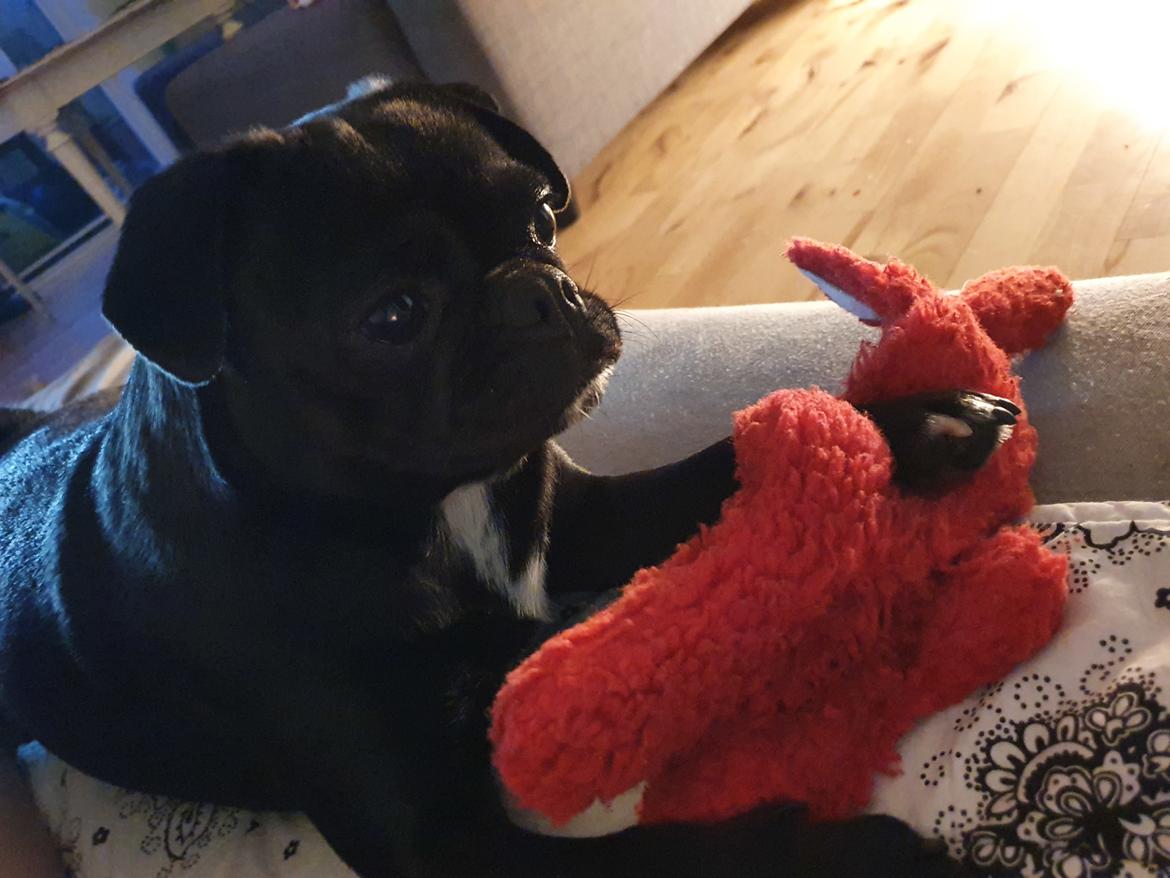 Mops Nova  billede 11