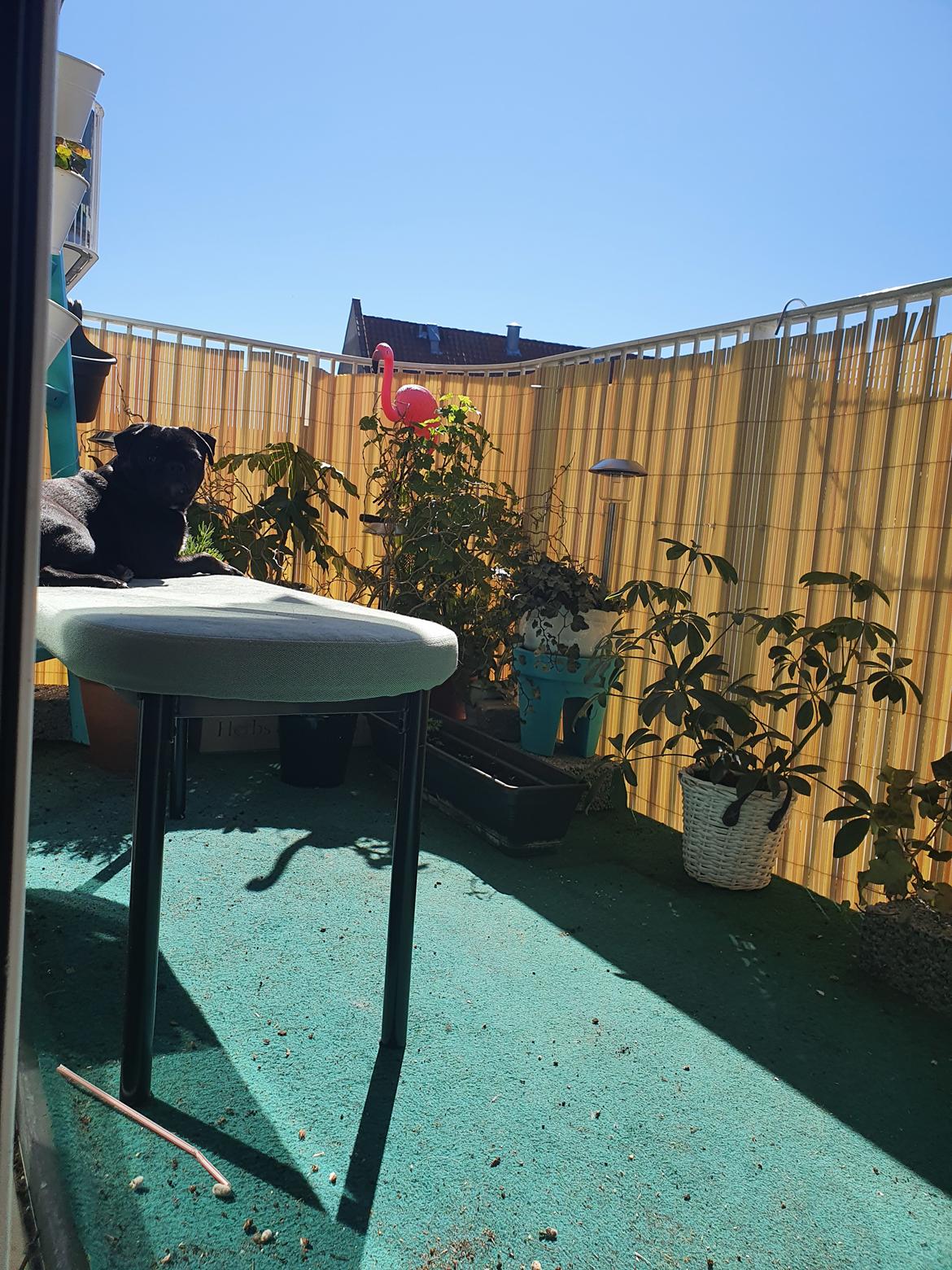 Mops Nova  billede 12