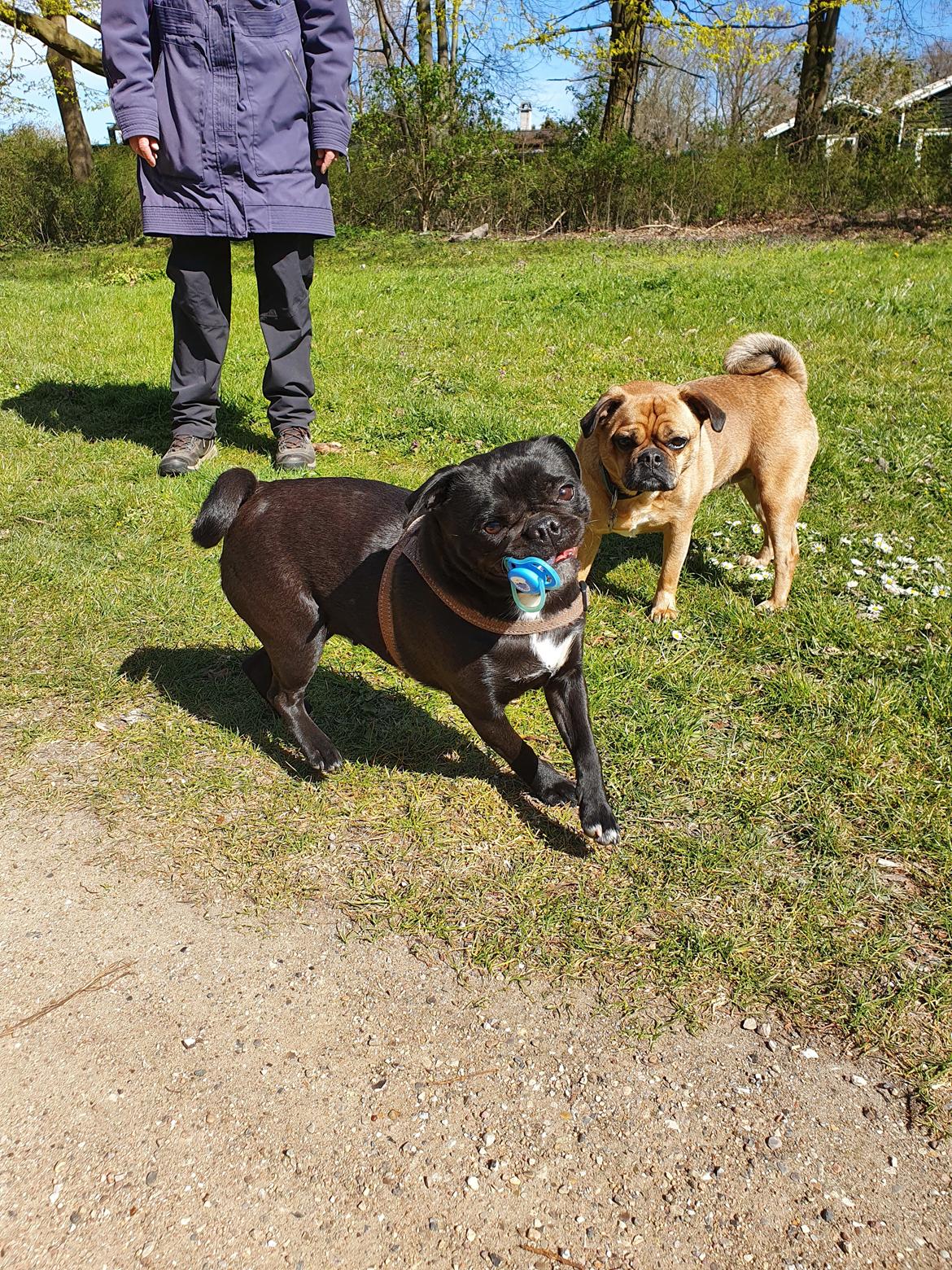 Mops Nova  billede 13