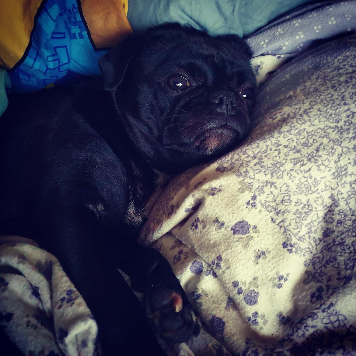 Mops Nova  billede 16