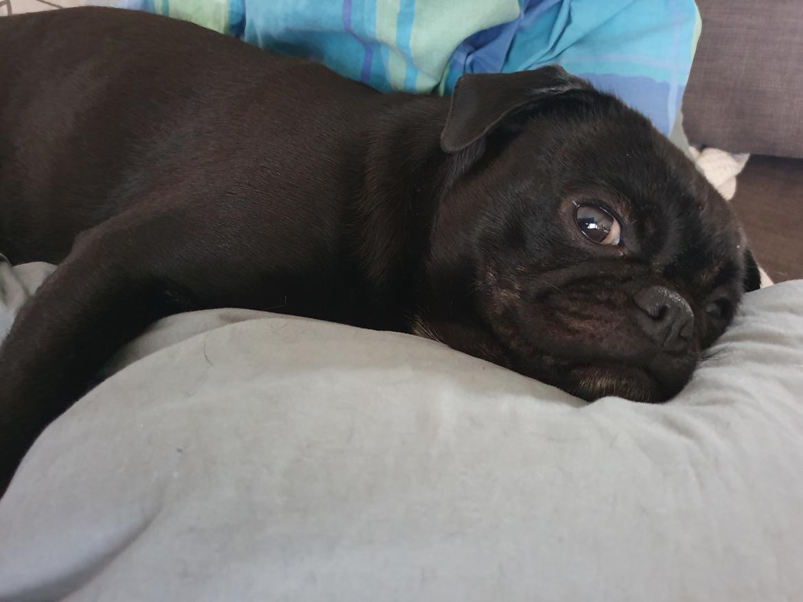 Mops Nova  billede 15