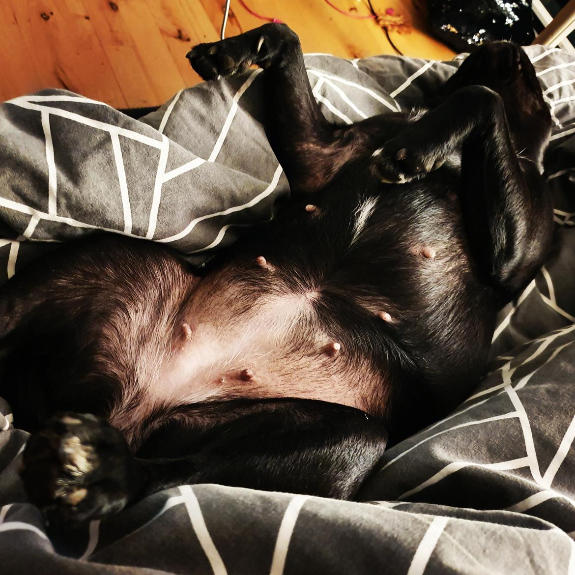 Mops Nova  billede 17