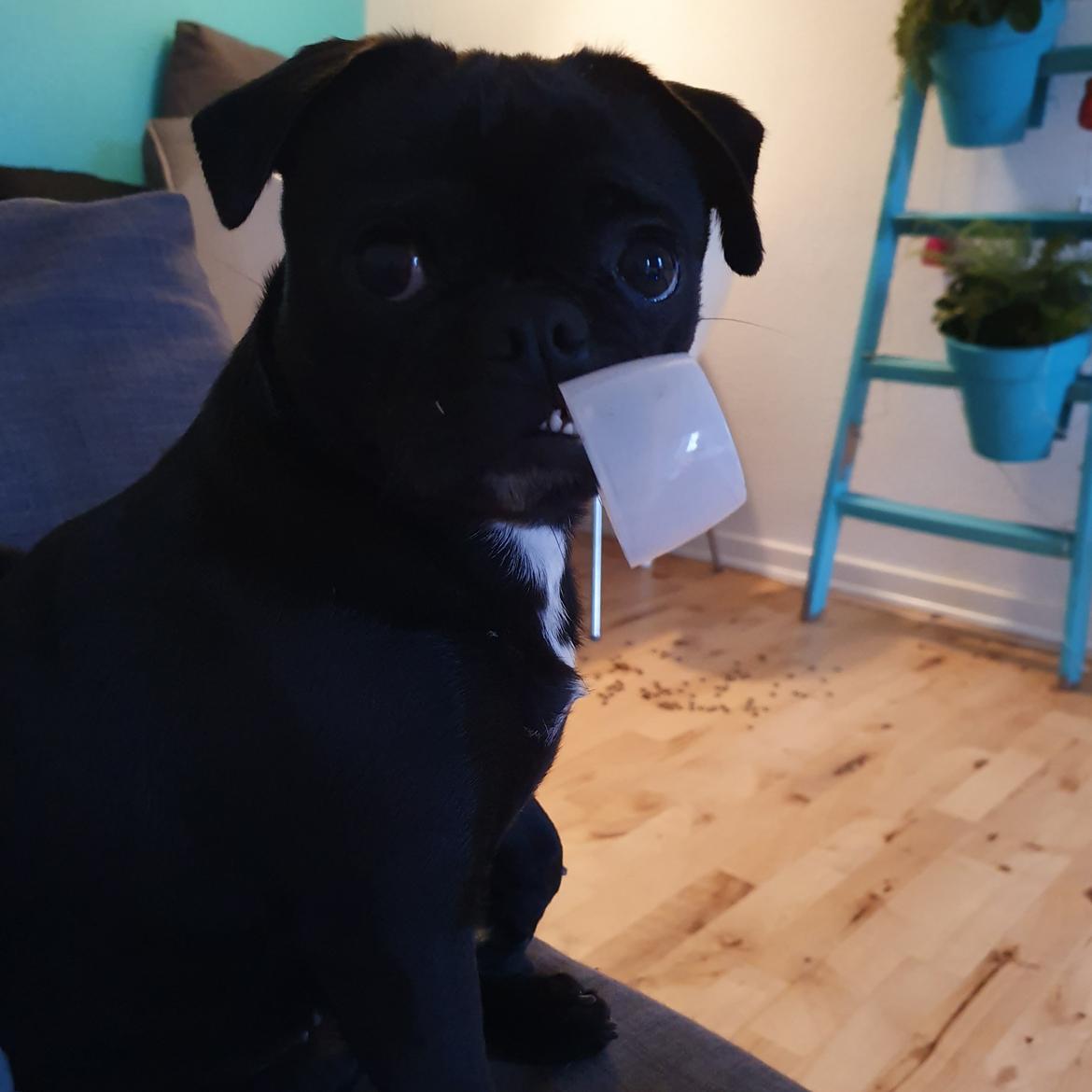 Mops Nova  billede 18