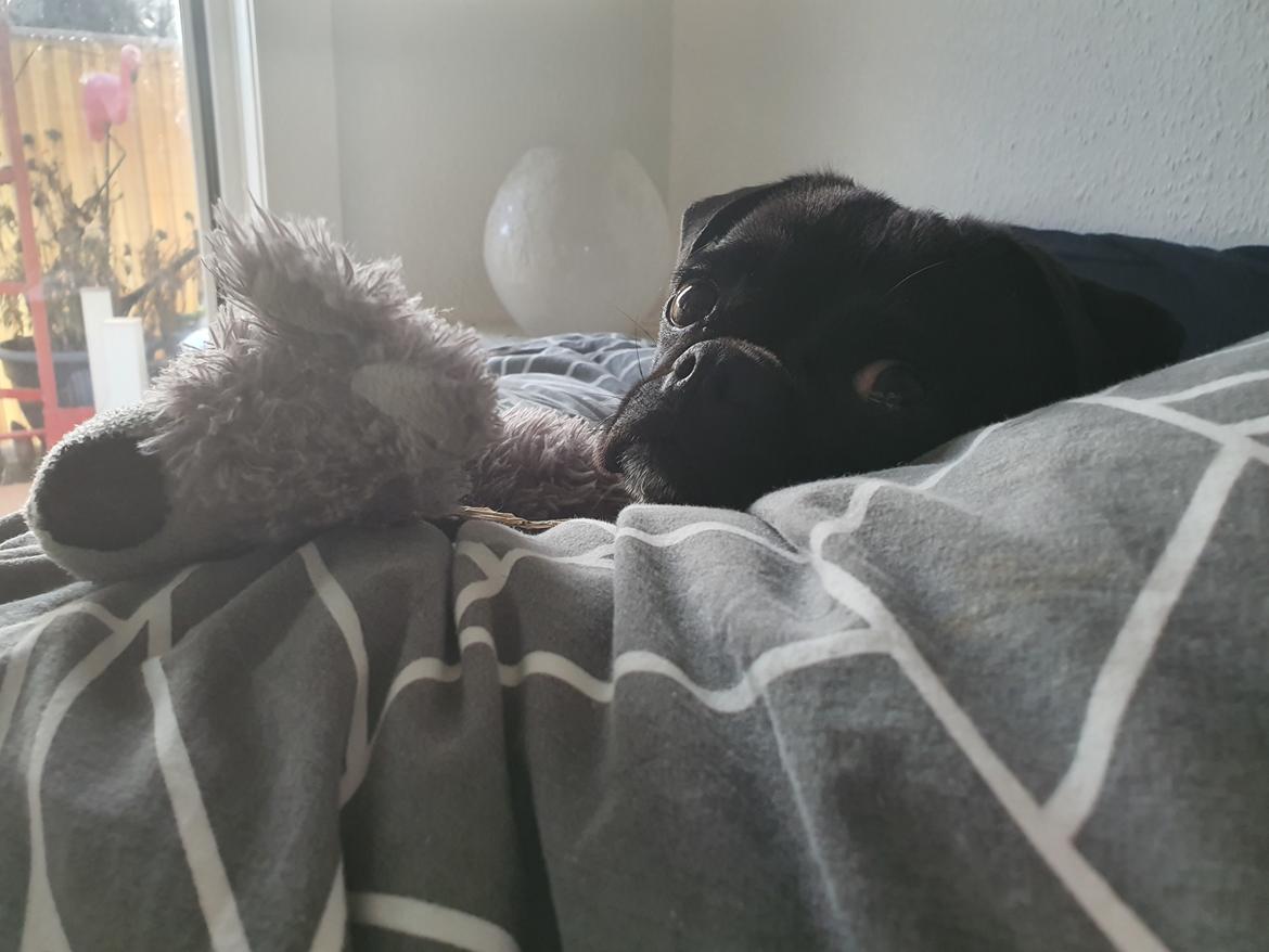 Mops Nova  billede 20