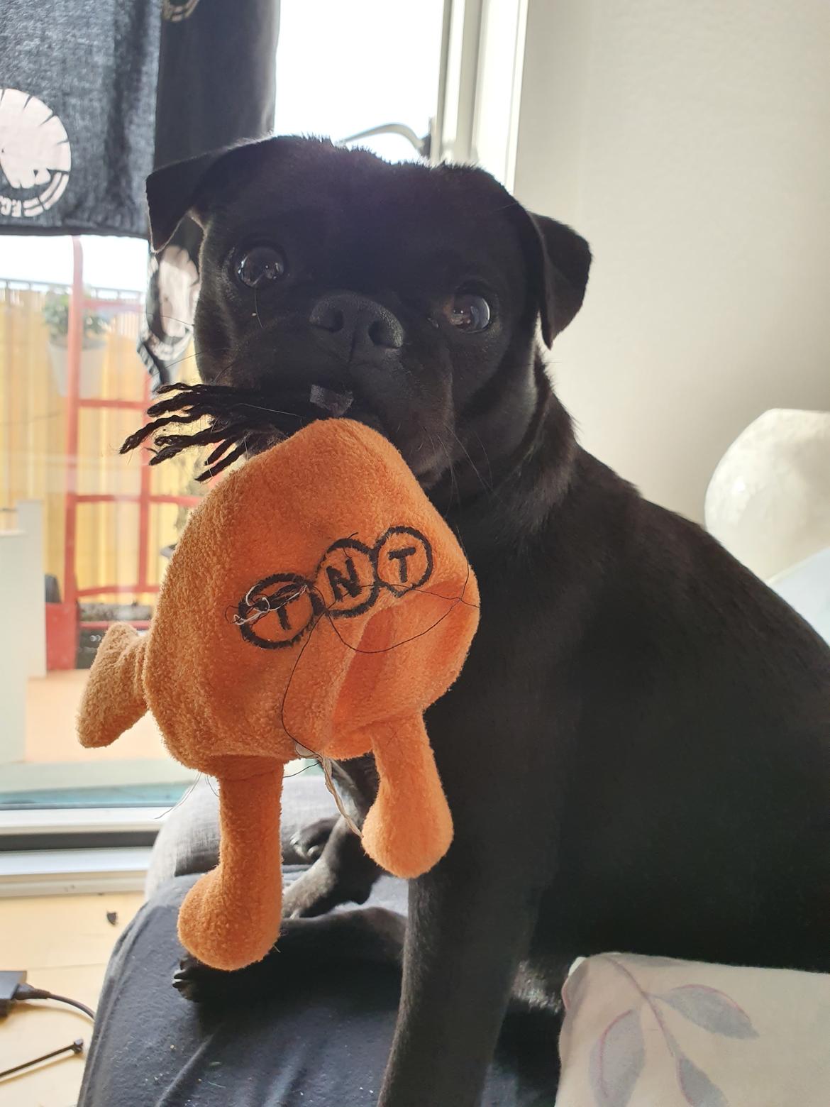 Mops Nova  billede 21