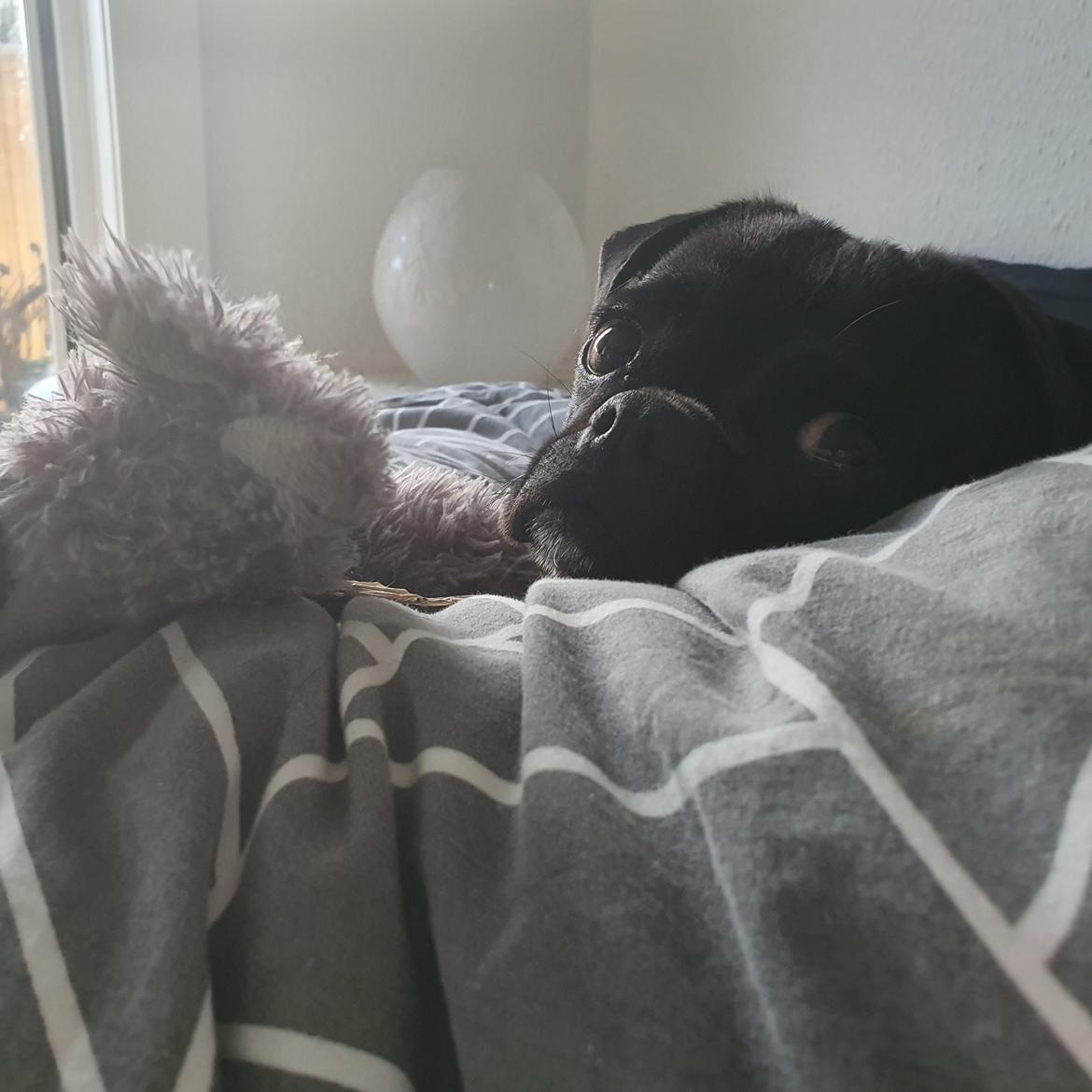 Mops Nova  billede 19