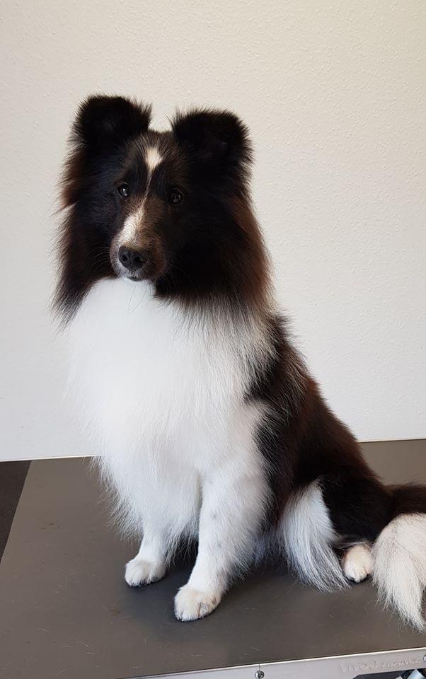 Shetland sheepdog Xtreme Beauty Line d'Ares Da Serra (*Line) billede 2