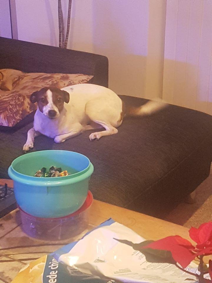 Dansk svensk gaardhund Bjanka billede 9