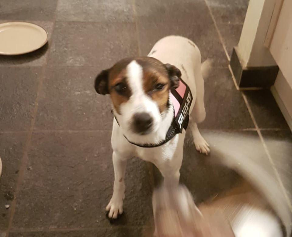 Dansk svensk gaardhund Bjanka billede 10