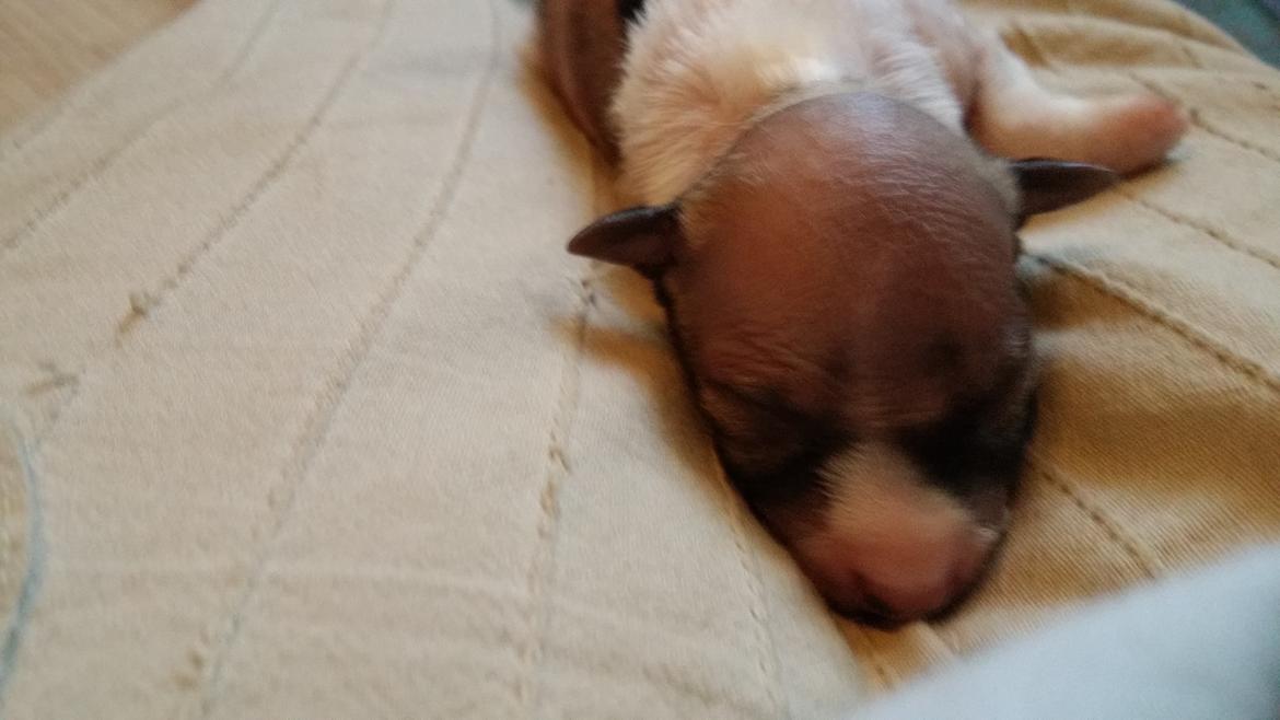 Dansk svensk gaardhund Tarok billede 2