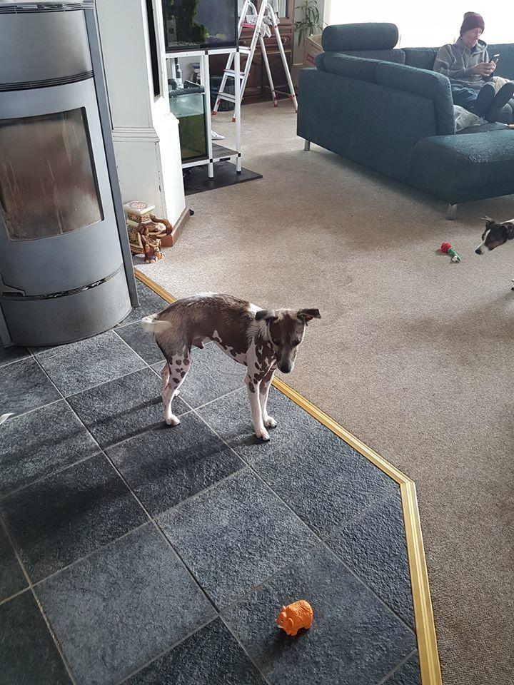 Dansk svensk gaardhund Tarok billede 4