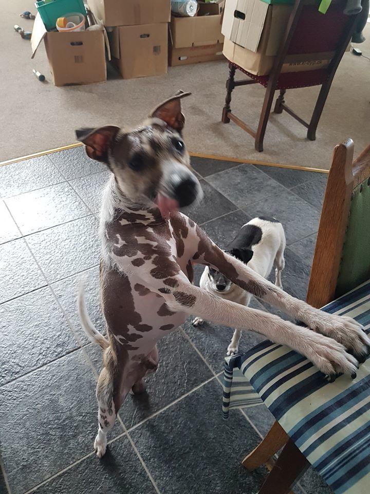 Dansk svensk gaardhund Tarok billede 5