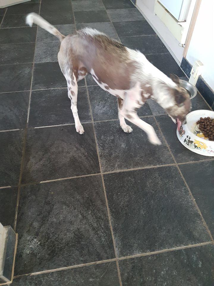 Dansk svensk gaardhund Tarok billede 6