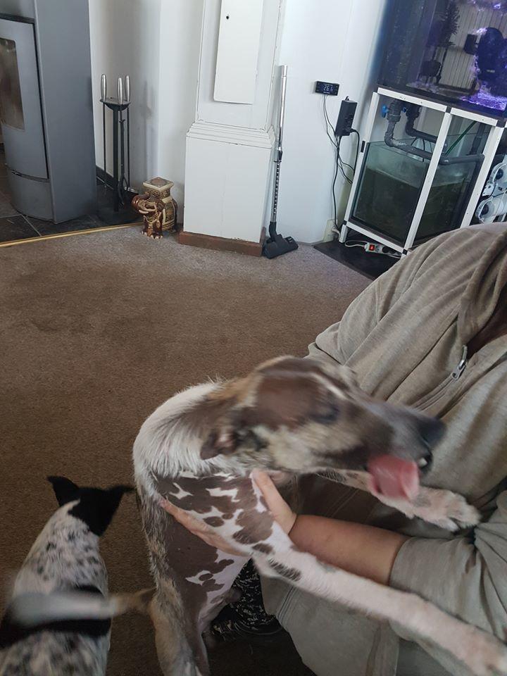 Dansk svensk gaardhund Tarok billede 7