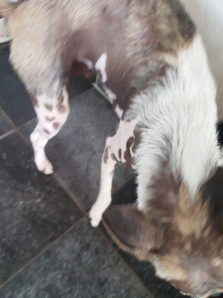 Dansk svensk gaardhund Tarok billede 8