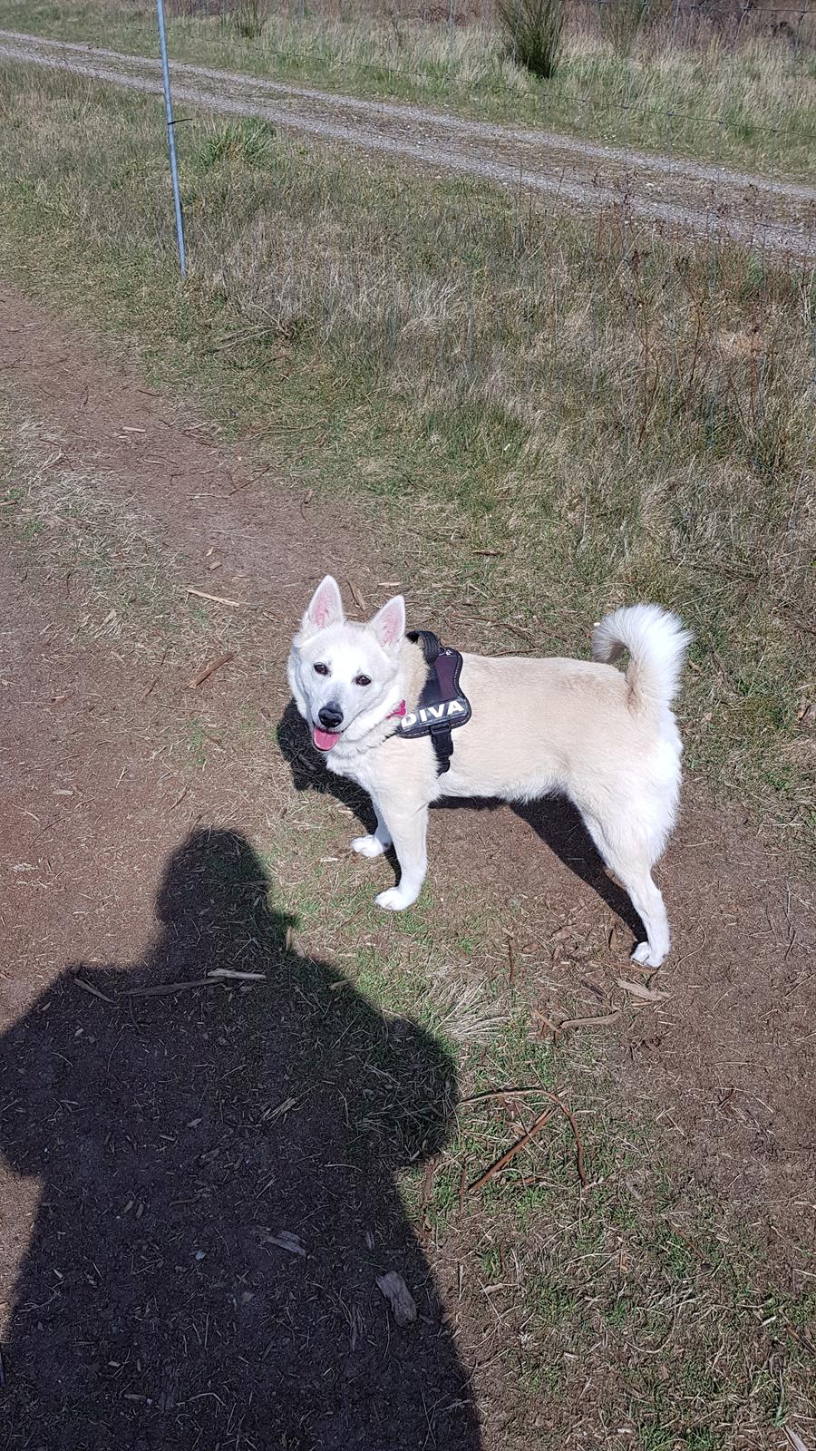 Norsk buhund Miss Bailey *Himmelhund* - dejligt at være i hundeskoven billede 23