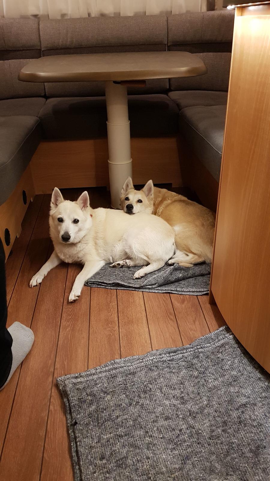 Norsk buhund Miss Bailey *Himmelhund* - Akita bruger mig stadigt som hovedpude billede 24