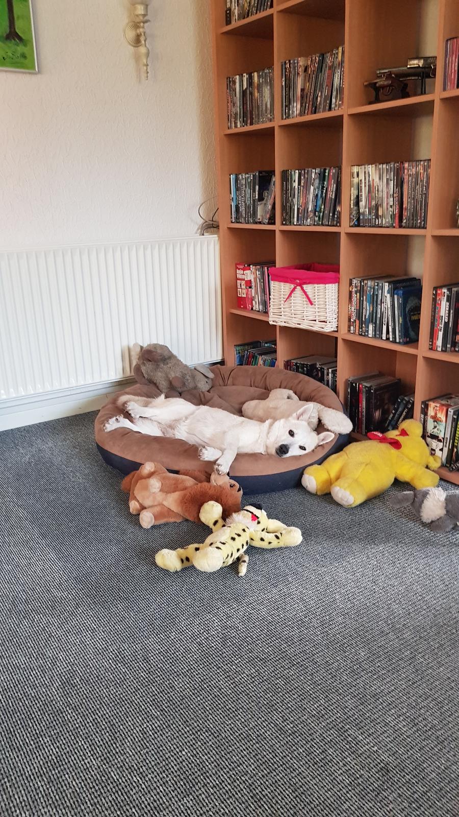 Norsk buhund Miss Bailey *Himmelhund* - Hænger bare ud med bamserne billede 25