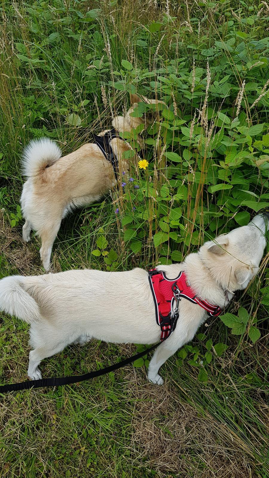 Norsk buhund Miss Bailey *Himmelhund* - mor har fundet hindbær på turen. Det er mig med den røde sele billede 26