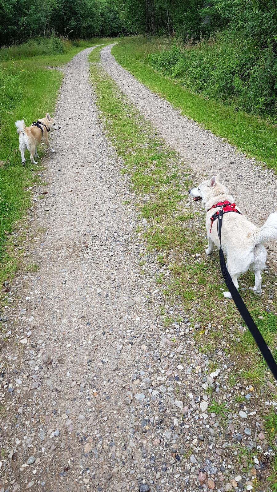 Norsk buhund Miss Bailey *Himmelhund* - Altså snyd at jeg skal være i snor billede 27